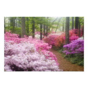 Foto EUA; Geórgia; Pine Mountain. Azaléias em