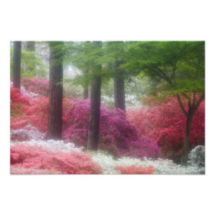 Foto EUA; Geórgia; Pine mountain. Azaléias em