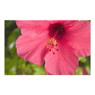 Foto EUA, Havaí, Kauai, Hibisco