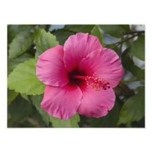 Foto EUA, Havaí, Oahu. O Hibisco é o 2