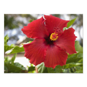 Foto EUA, Havaí, Oahu. O Hibiscus é o