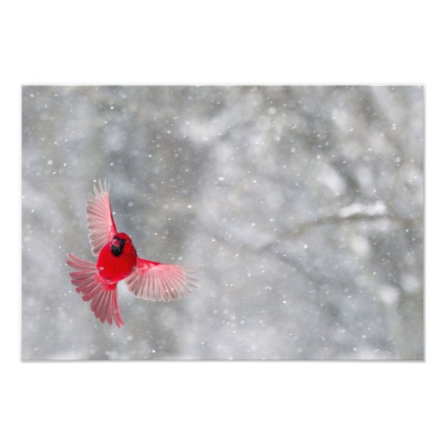 Foto EUA, Indiana, Indianápolis. Cardeal masculino (Frente)