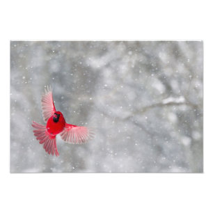 Foto EUA, Indiana, Indianapolis. Um cardinal macho