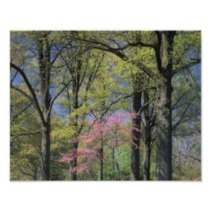 Foto EUA, Kentucky, Louisville. Redbud Oriental