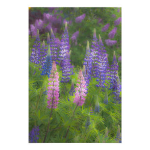 Foto EUA, Maine, Southwest Harbor. Tainha em flor