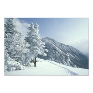 Foto EUA, NH, árvores cobertas de neve Trilhas Snoeshoe