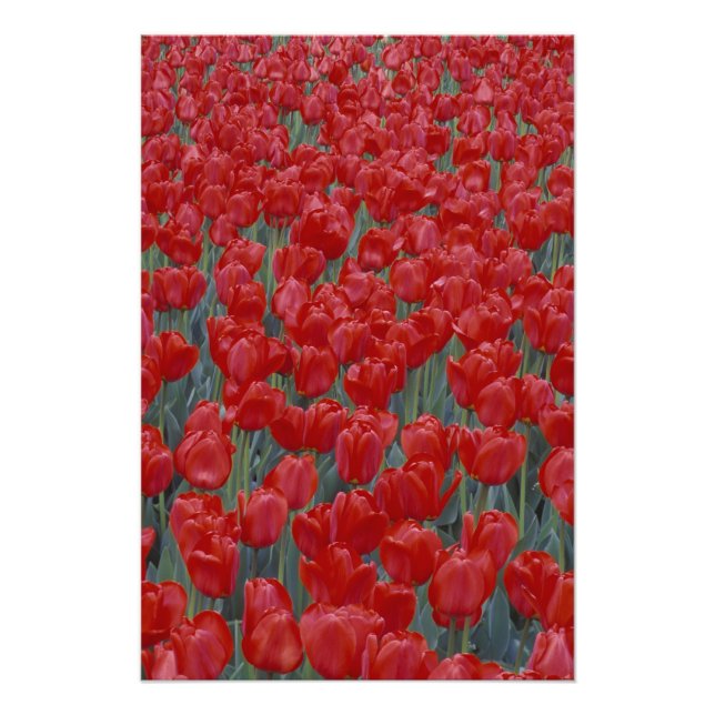 Foto EUA, Ohio, Cincinnati. Cama de tulipas vermelhas (Frente)