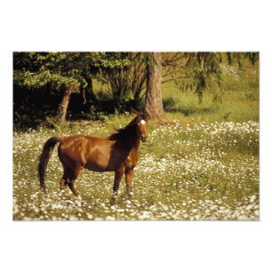 Foto EUA, Oregon. Cavalo em campo de margaridas