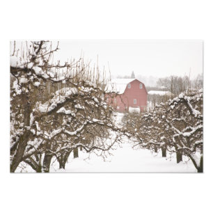 Foto EUA, Oregon, Hood River. Maçã coberta de neve