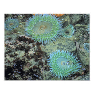 Foto EUA, Oregon, Nepture SP. Mar de pedras preciosas
