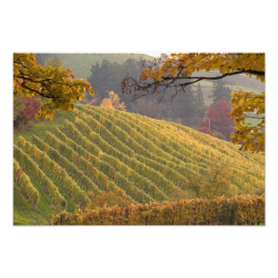 Foto EUA, Oregon, Newberg. Vinhedo no outono.