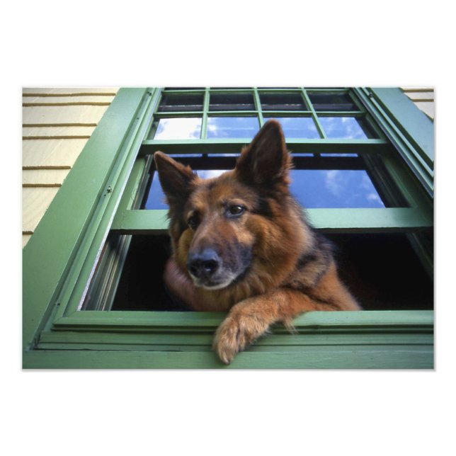 Foto EUA, Oregon, Portland. Grite o cabelo comprido (Frente)