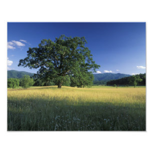 Foto EUA, Tennessee. Grandes Montanhas Smokey 2