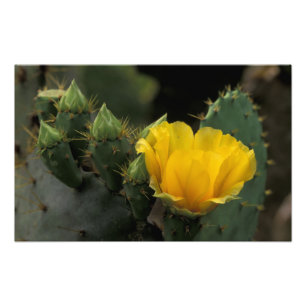 Foto EUA, Texas, Cacto de Pera Espinhosa em flor.