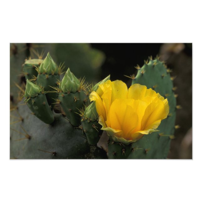 Foto EUA, Texas, Cacto de Pera Espinhosa em flor. (Frente)
