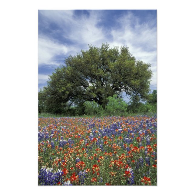 Foto EUA, Texas, Marble Falls Paintbrush e (Frente)