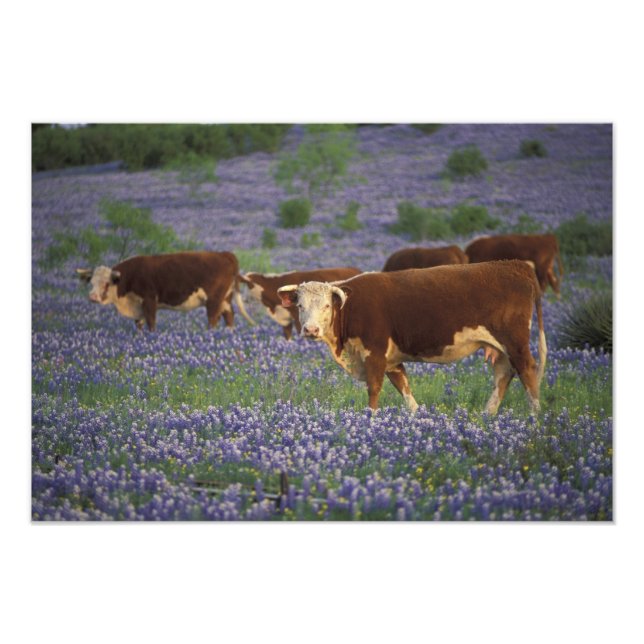 Foto EUA, Texas, Texas Hill Country, Hereford (Frente)