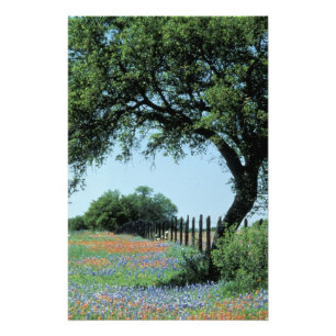 Foto EUA, Texas, Texas Hill Country Paintbrush e