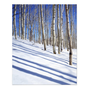 Foto EUA, Utah, Floresta Nacional de Dixie, Aspen Grove