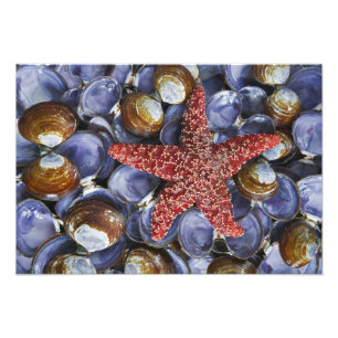 Foto EUA, Washington, Canal Hood, Seabeck. Close-Up