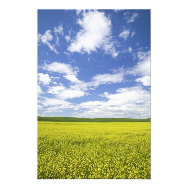 Foto EUA, Washington, País Palouse, Florescendo (Frente)