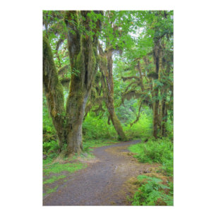 Foto EUA, Washington, Parque Nacional Olímpico, Hoh