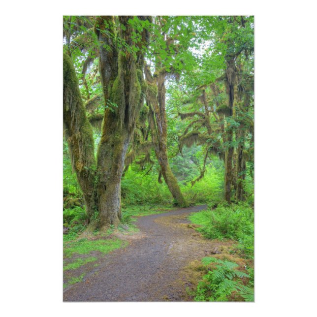 Foto EUA, Washington, Parque Nacional Olímpico, Hoh (Frente)