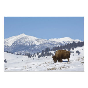 Foto EUA, WY, Parque Nacional Yellowstone, Bisonte Amer
