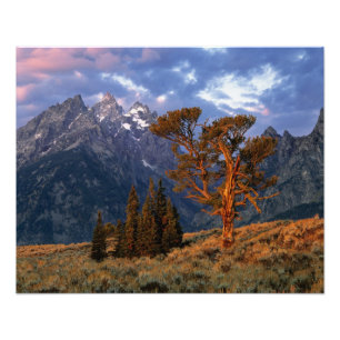 Foto EUA, Wyoming, Grand Teton NP. Um cedro solitário