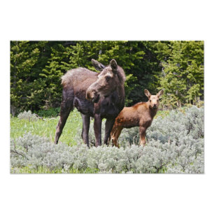 Foto EUA, Wyoming, Montanhas Bighorn, alce Alces