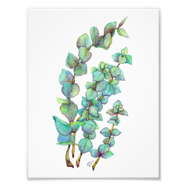 Foto Eucalyptus 02 (Frente)