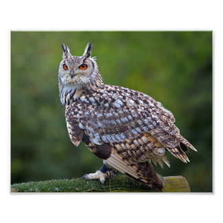 Foto Eurasian Eagle Owl Impressão