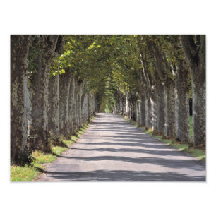 Foto Europa, França, Cereste. Árvores alinham esta estr