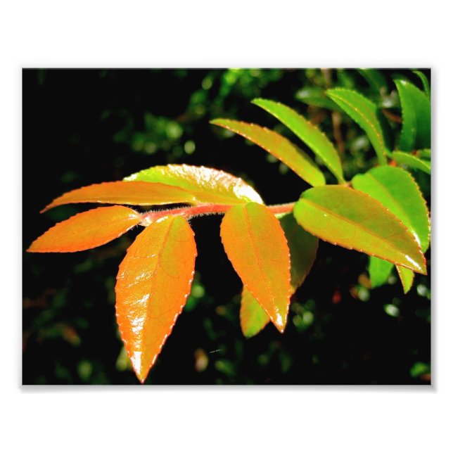 Foto Evergreen Huckleberry (Frente)