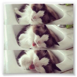 Foto Evolução de um Gato