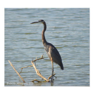 Foto Excelente Blue Heron