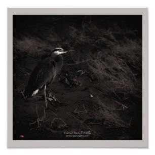 Foto Excelente Blue Heron P2391