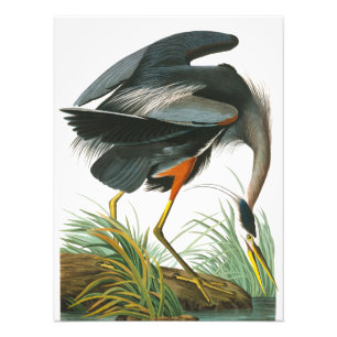 Foto Excelente Blue Heron por John James Audubon
