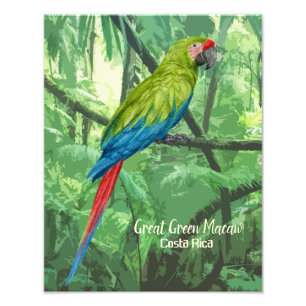 Foto Excelente Verde Macaw Costa Rica Design