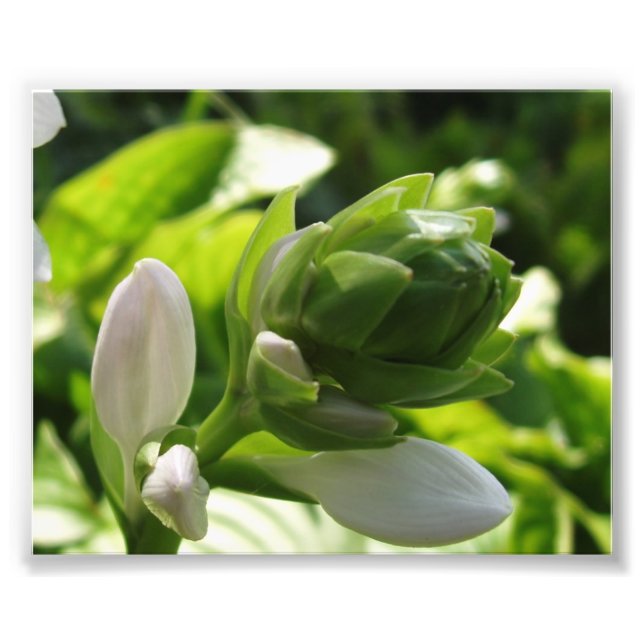 Foto Fabuloso Hosta (Frente)