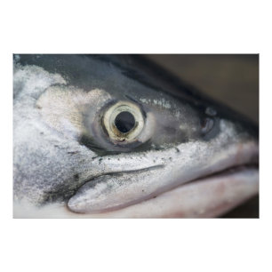 Foto Face de Salmão de Prata
