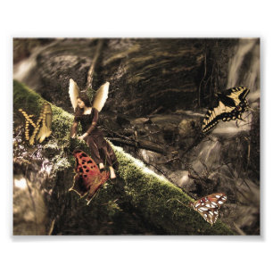 Foto Fada bonita da natureza da borboleta