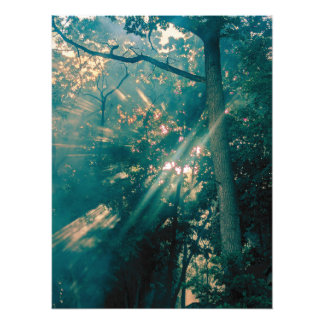 Foto Fadas na Floresta