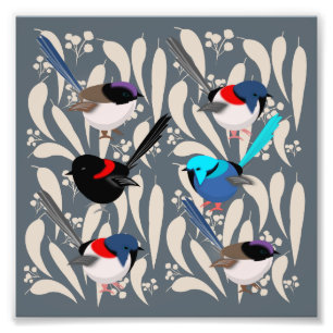 Foto Fairy Wrens