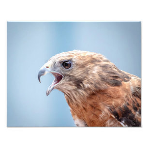 Foto falcão 14x11 empurrado vermelho