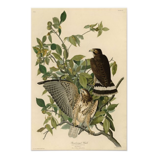 Foto Falcão de asa larga das Aves da América de Audubon (Frente)