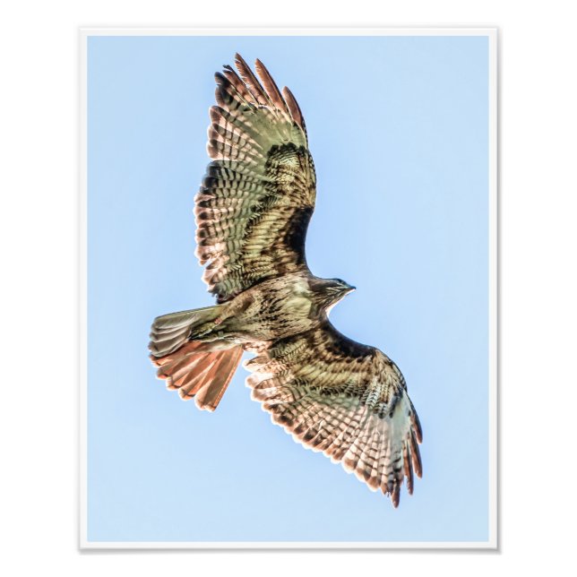 Foto Falcão-de-cauda-vermelha Voando Alto – Impressão d (Frente)