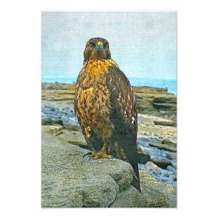 Foto Falcão de Galápagos