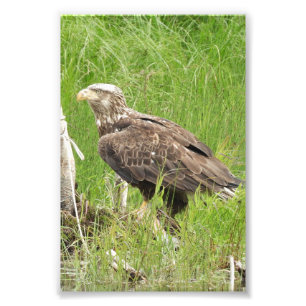 Foto Falcão fotográfico 4x6