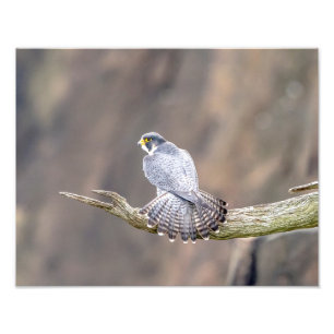 Foto Falcão peregrino 14x11 no estado de Palisades